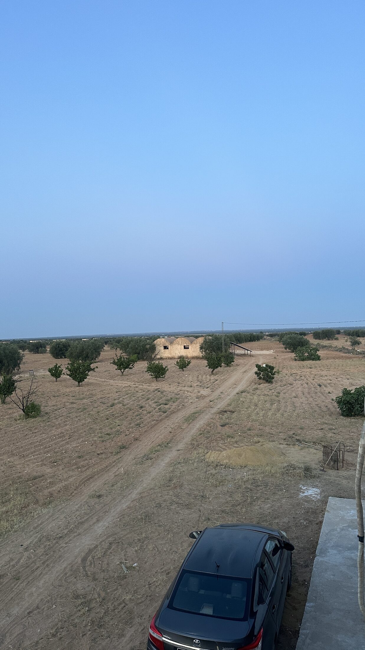 Olives fraîches lavées au puits, quelques heures après la cueillette.