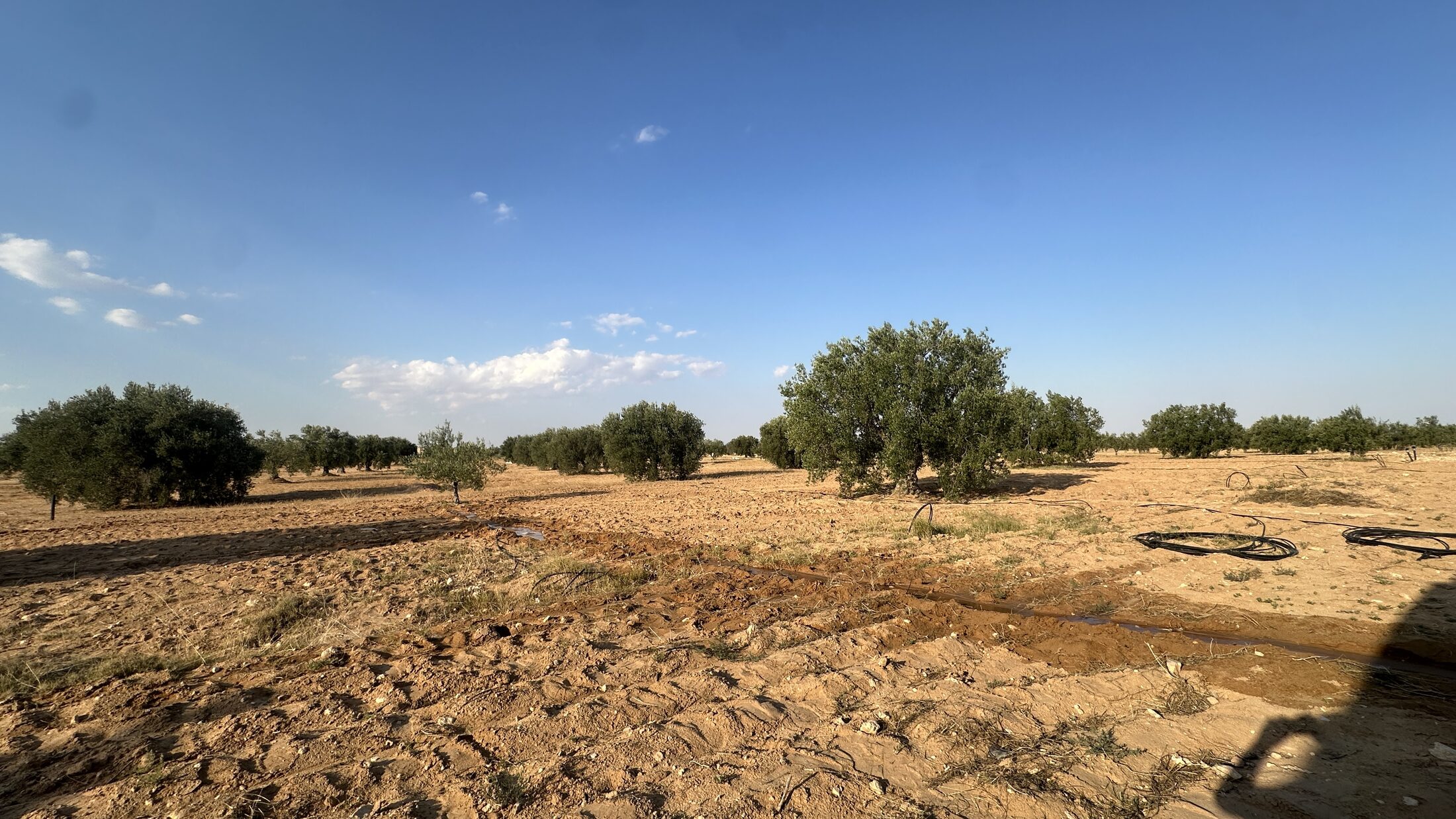 Chemlali grove
